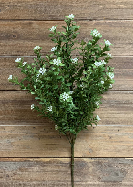 Flowered Boxwood Bush