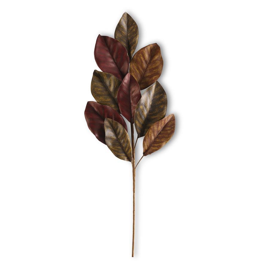 Brown Magnolia Stem